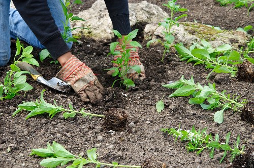Image representing ongoing accessibility improvements for Gardeners Shirley