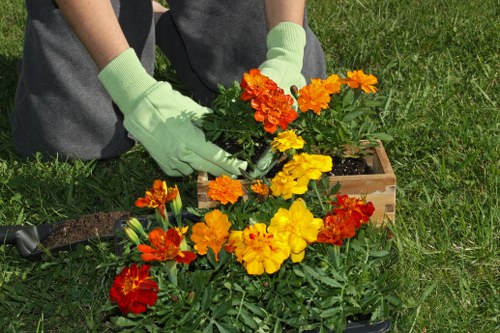 Professional Shirley lawn care treatment for stronger turf and weed control