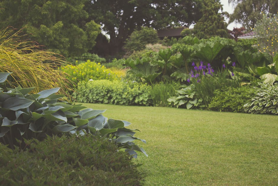 A well-maintained garden scene featuring a lush, neatly trimmed green lawn bordered by a variety of mature plants and shrubs. In the foreground, broad-leaved hostas with smooth, dark green foliage occ