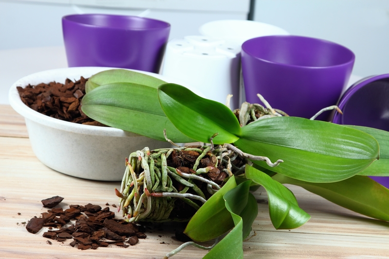 garden care garden